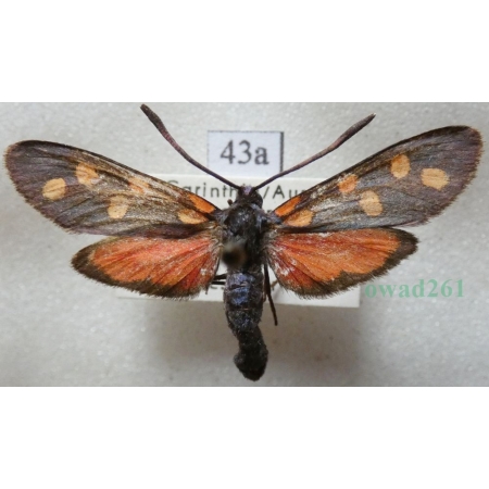 Zygaena transalpina (Esper, 1780) Kraśnik transalpejski Austria43a